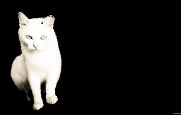 Белый кот на черном фоне