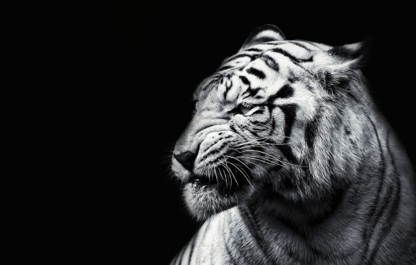 Белый тигр на черном фоне