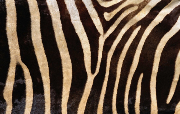Мех зебры