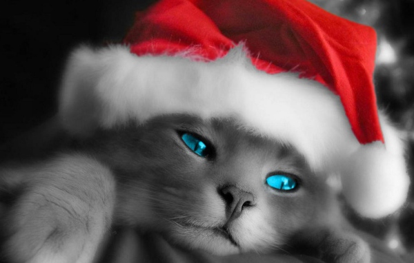 Рождественский кот