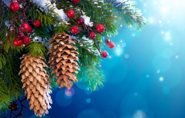 Еловые шишки и красные ягоды