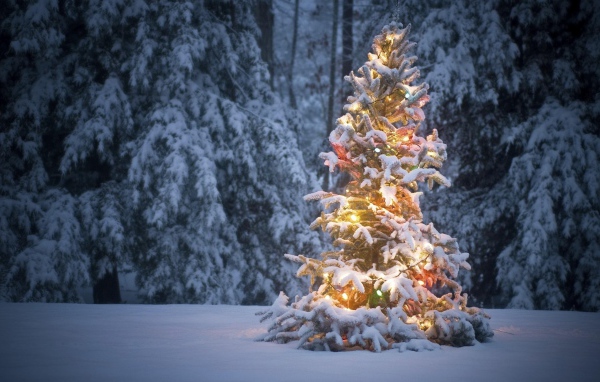 	   Illuminated tree in the forest