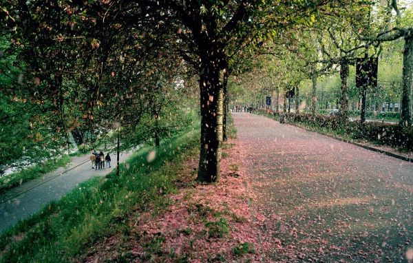 Тополиный пух