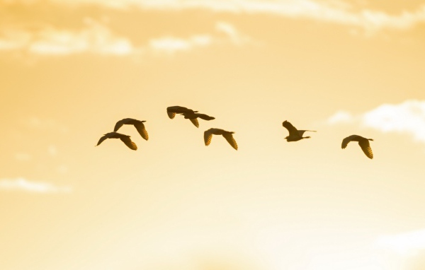 Птицы в небе