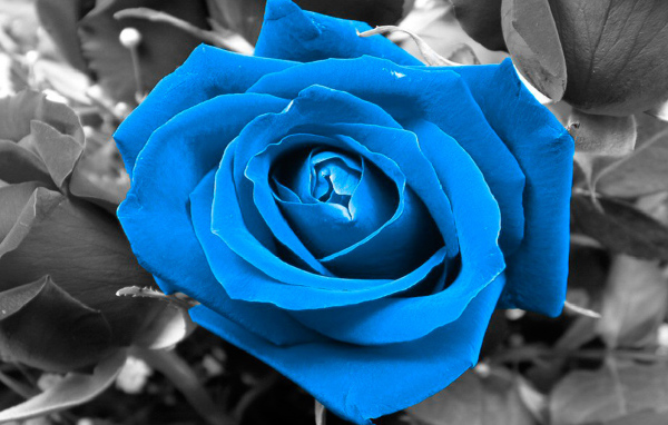 Синяя роза на чёрно-белом фоне