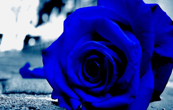 Синяя роза на асфальте