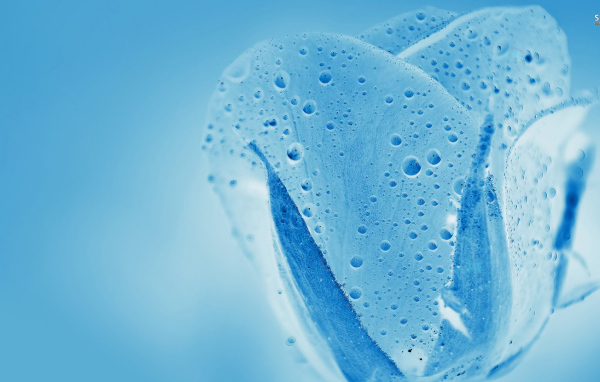 Синяя водяная роза