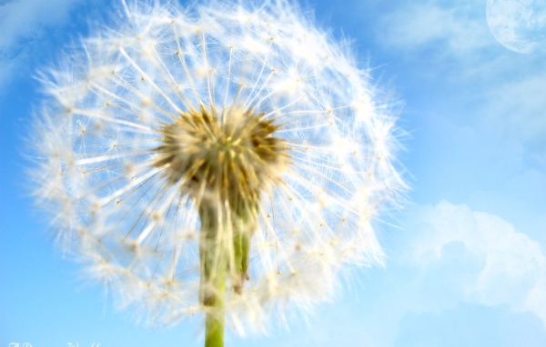 Цветок в мире мечты