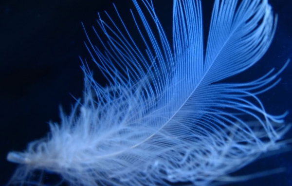 Пушистое неоновое перо