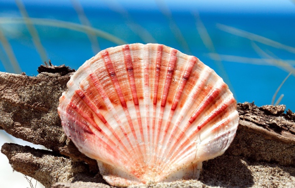 Морская ракушка