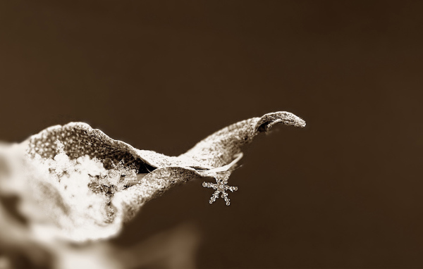 Снежинка на сухом листке