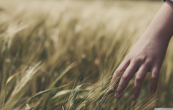 Колосья пшеницы в руке