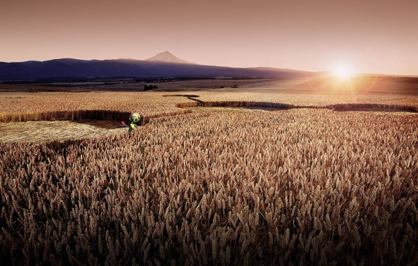 Цифровой рисунок поля