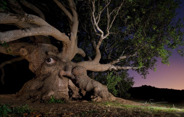 Дерево с глазом