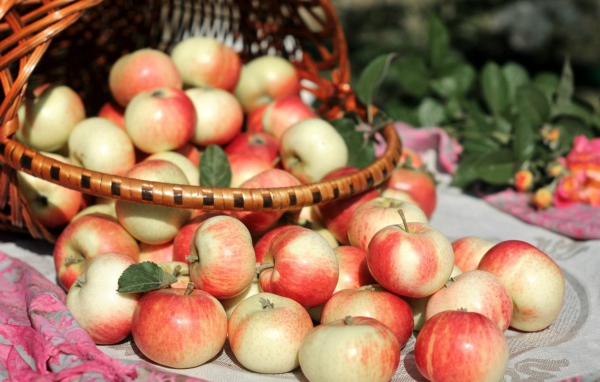 Корзина осенних яблок