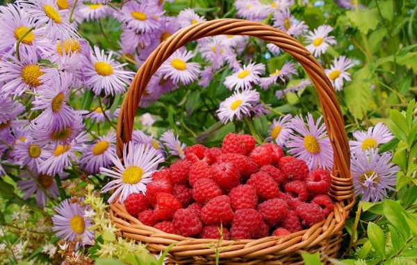 Корзинка с малиной