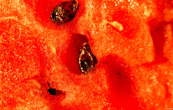 Яркий сочный арбуз