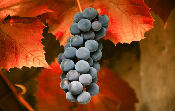Гроздь красного винограда