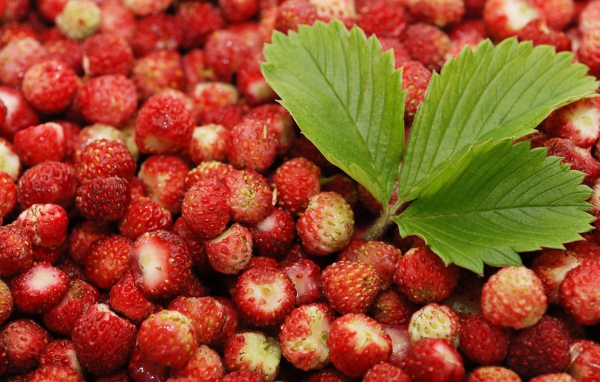 Лесная земляника