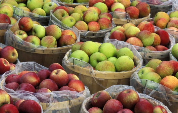 Урожай яблок в корзинах