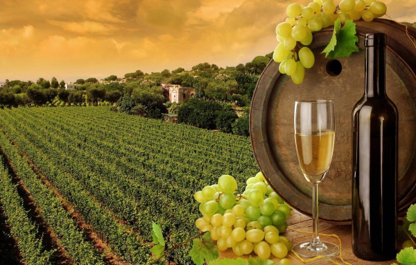 Виноградник и вино в бутылке