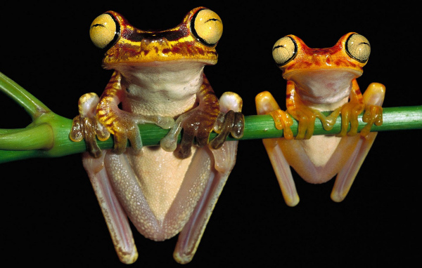 Лягушки висят на ветке