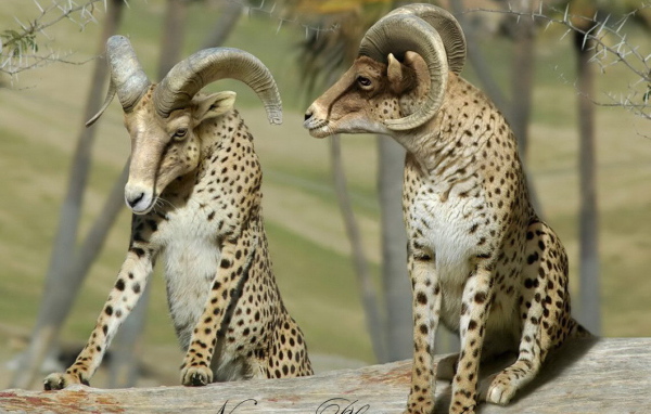 Бараны в леопардовой шкуре