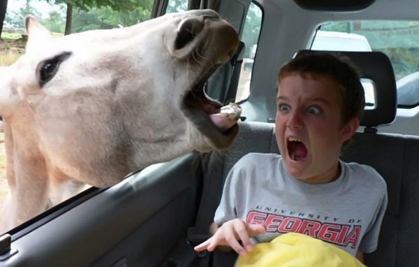 Осел напугал ребенка