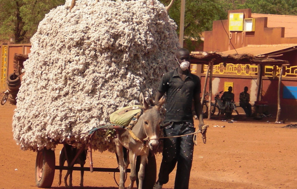 Маленький осел везет большой воз