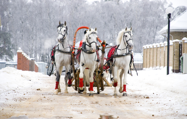 Русская тройка на Масленицу