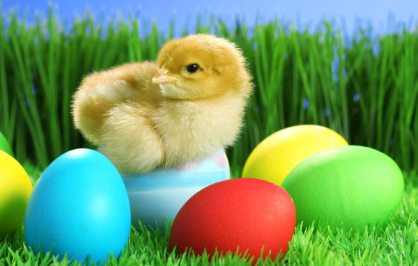 Цыпленок на яйце на Пасху