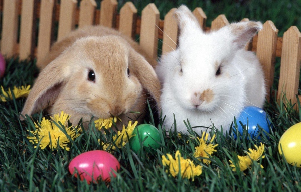 Кролики у забора на Пасху