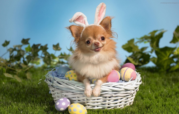 Пасхальная собака
