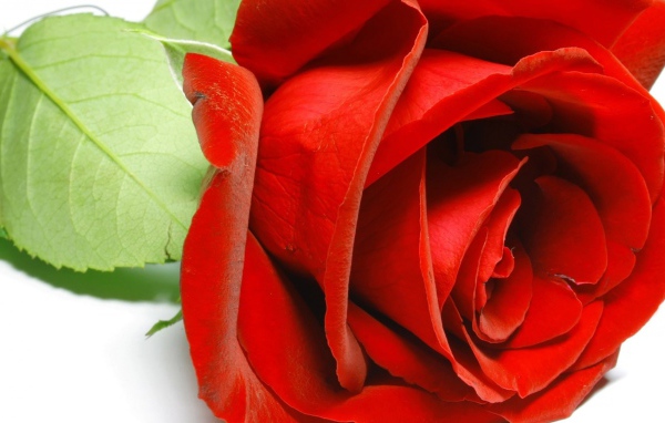 Красивая красная роза крупным планом на восьмое марта