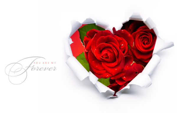 Красивые красные розы на 8 марта 