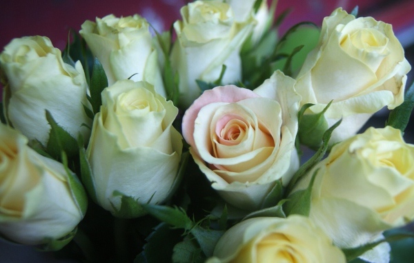 Красивые белые розы для женщин