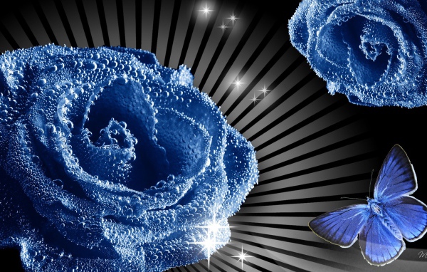 Синие роза и бабочка, картинка на восьмое марта