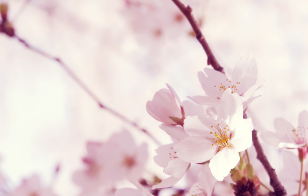 Цветок сакуры на 8 марта