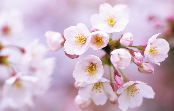 Цветы вишни на 8 марта