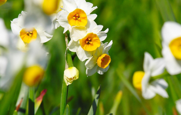 Нарциссы на 8 марта