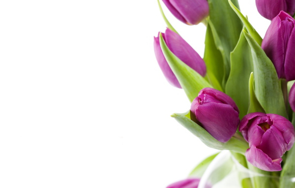 Нежные цветы на 8 марта