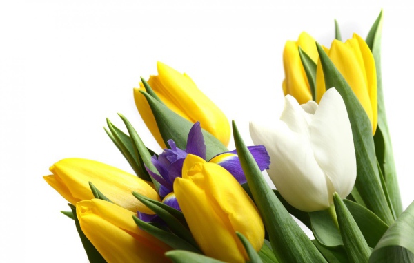 Цветы для девушки к 8 марта