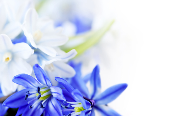 Великолепные цветы на 8 марта