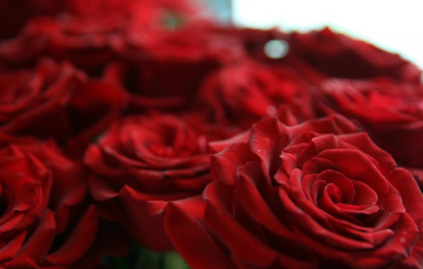 Шикарные красные розы на восьмое марта