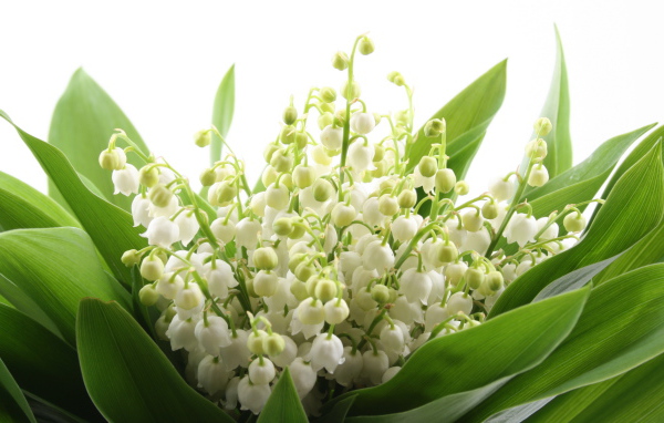 Ландыши на 8 марта