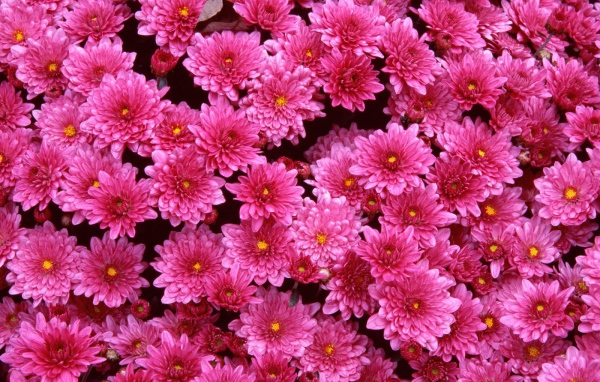 Луг на 8 марта