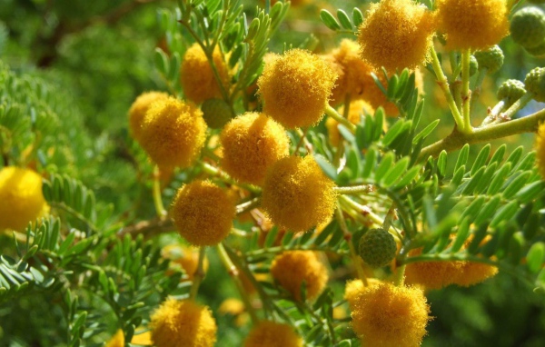 Цветы мимозы на 8 марта