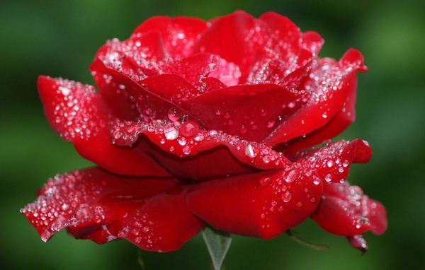 Утрення роза на 8 марта