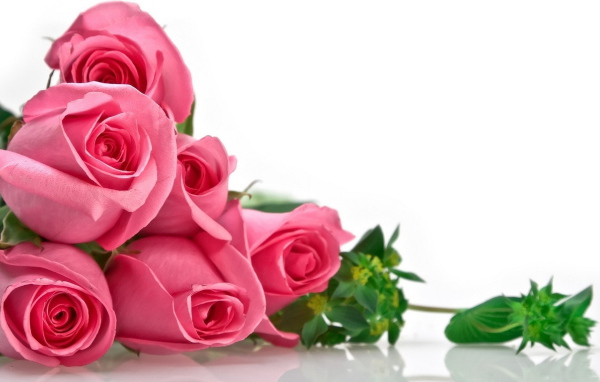 Розовые розы на 8 марта