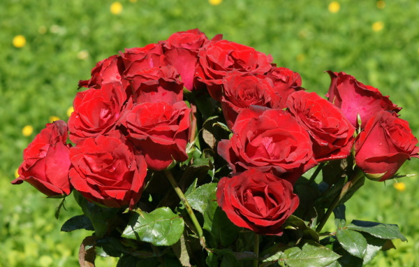 Красные розы в букете на фоне травы